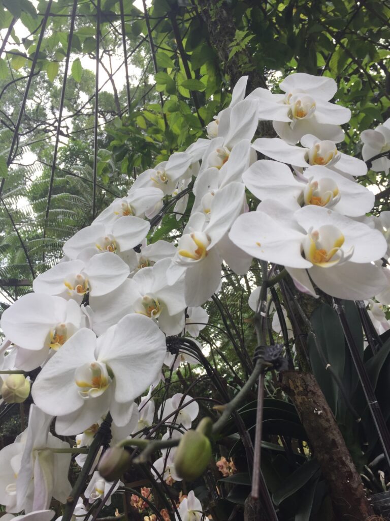 singapore botanic garden