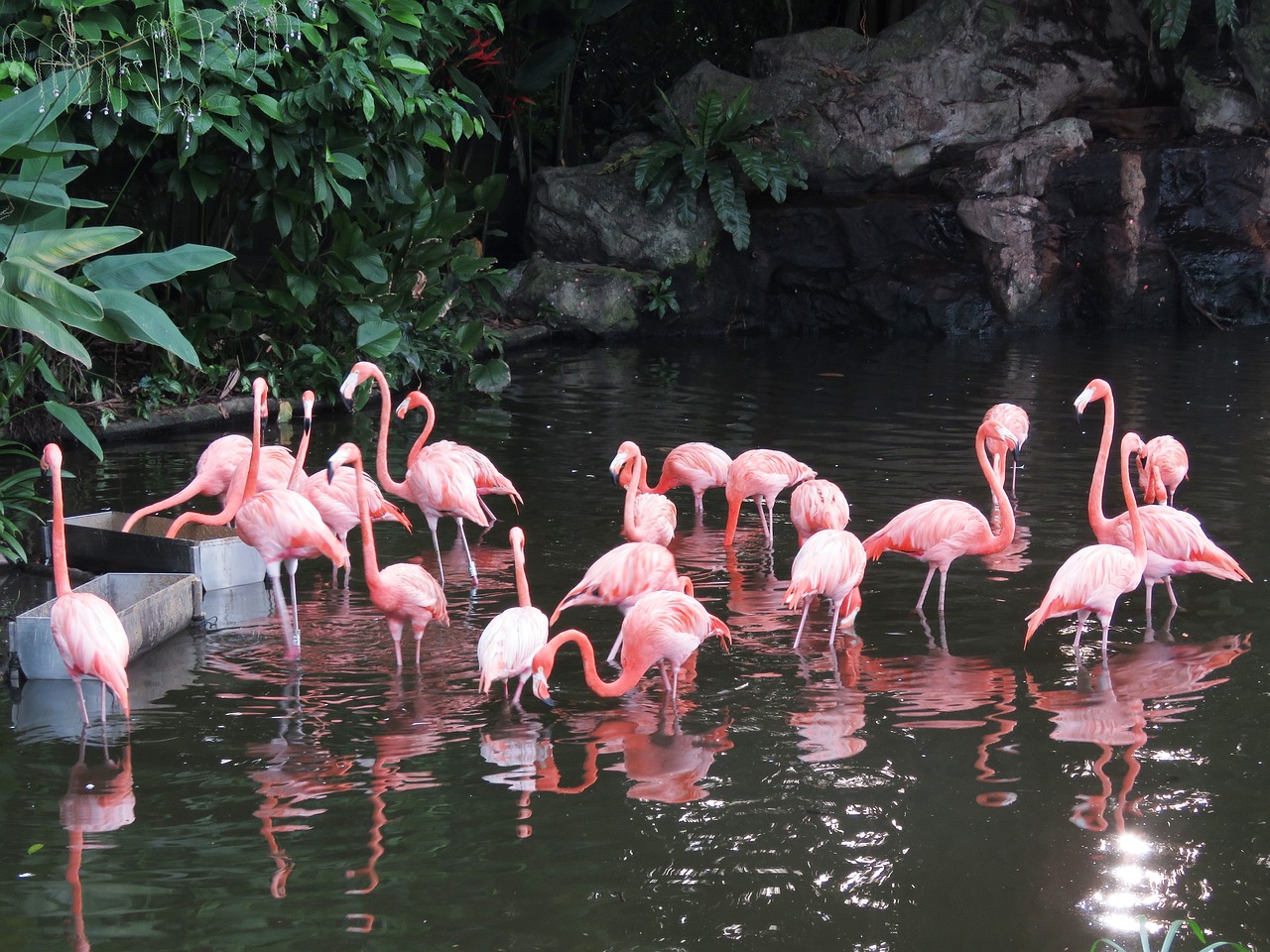 flamingo, water birds, exotic birds-2460461.jpg