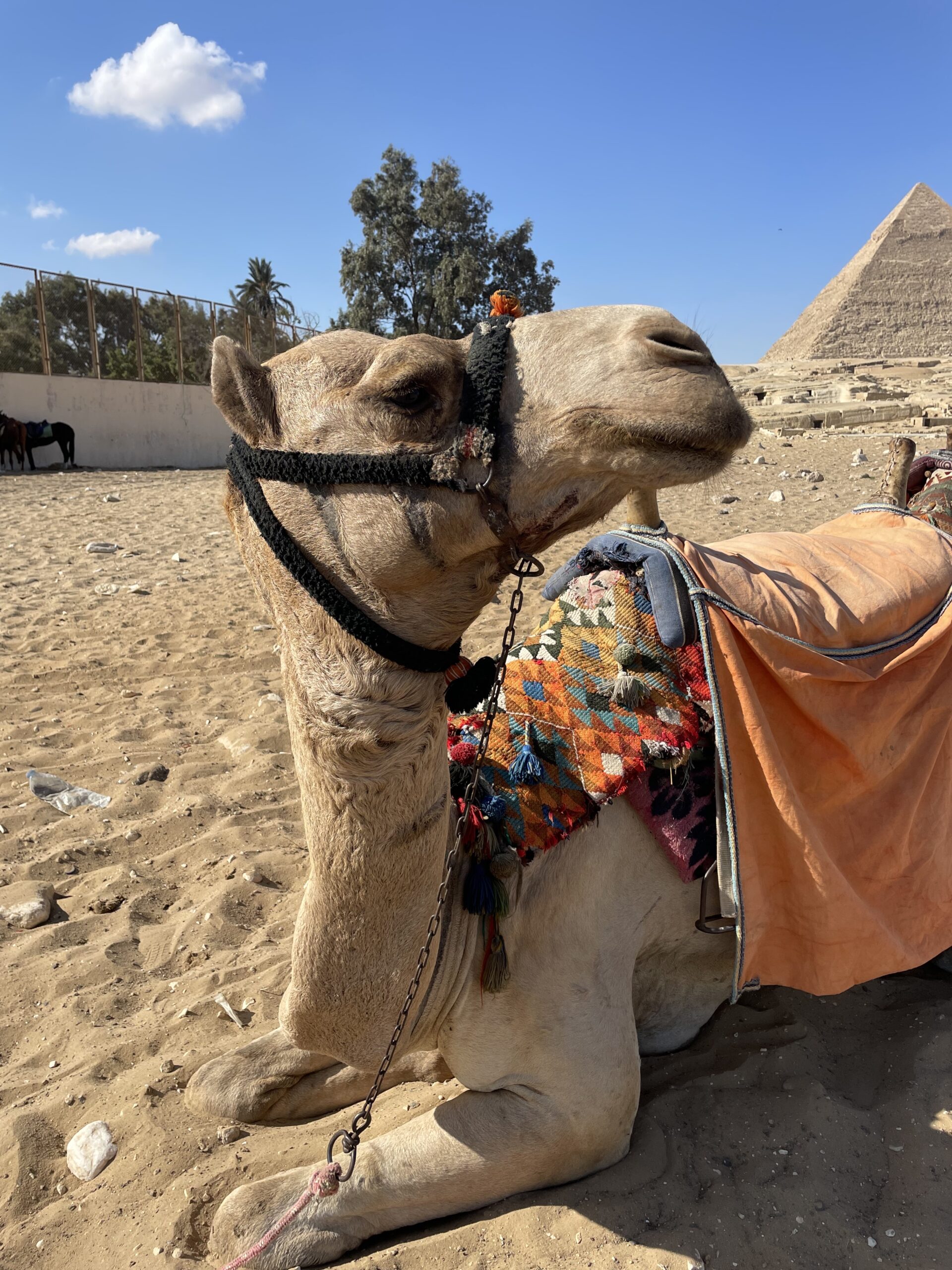 Camel at the Pyramids Of Giza in Egypt