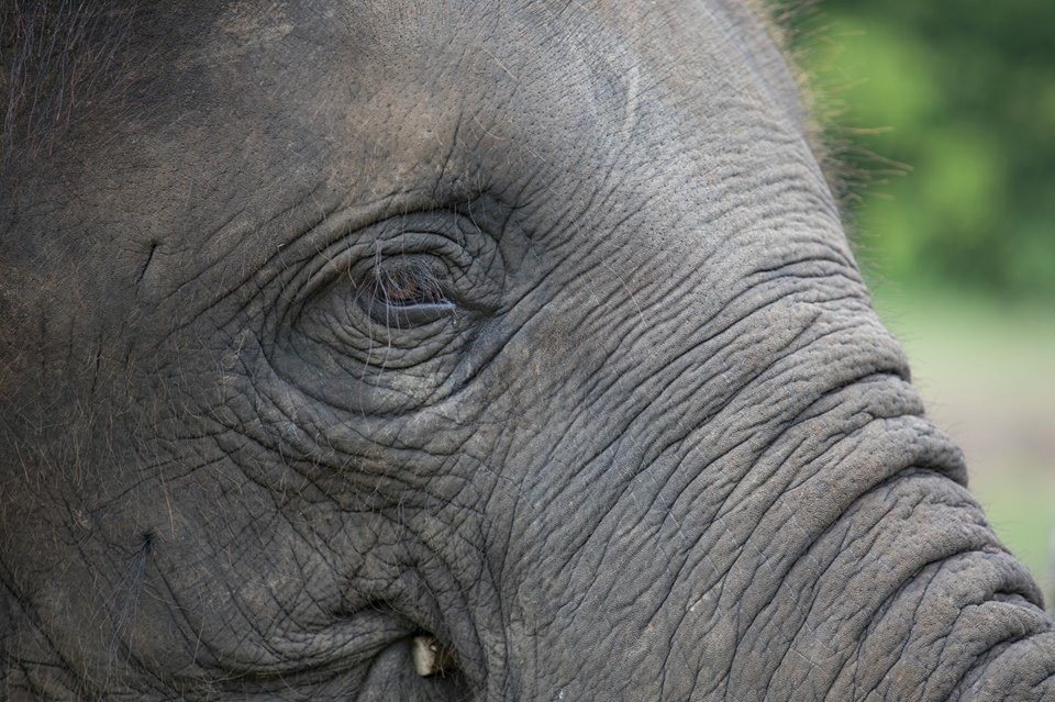 close up of an elephant face, specifically showing the eye and wrinkles of the skin