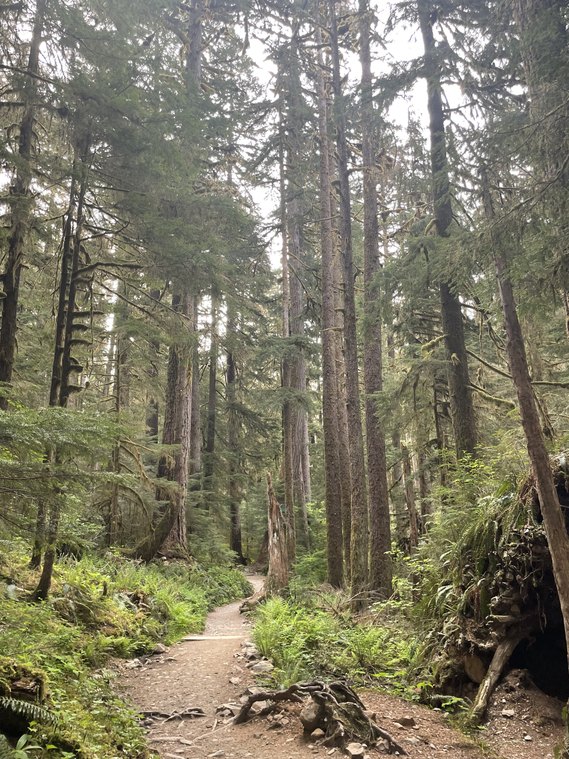 Sol Duc Falls Trail in Olympic National Park.