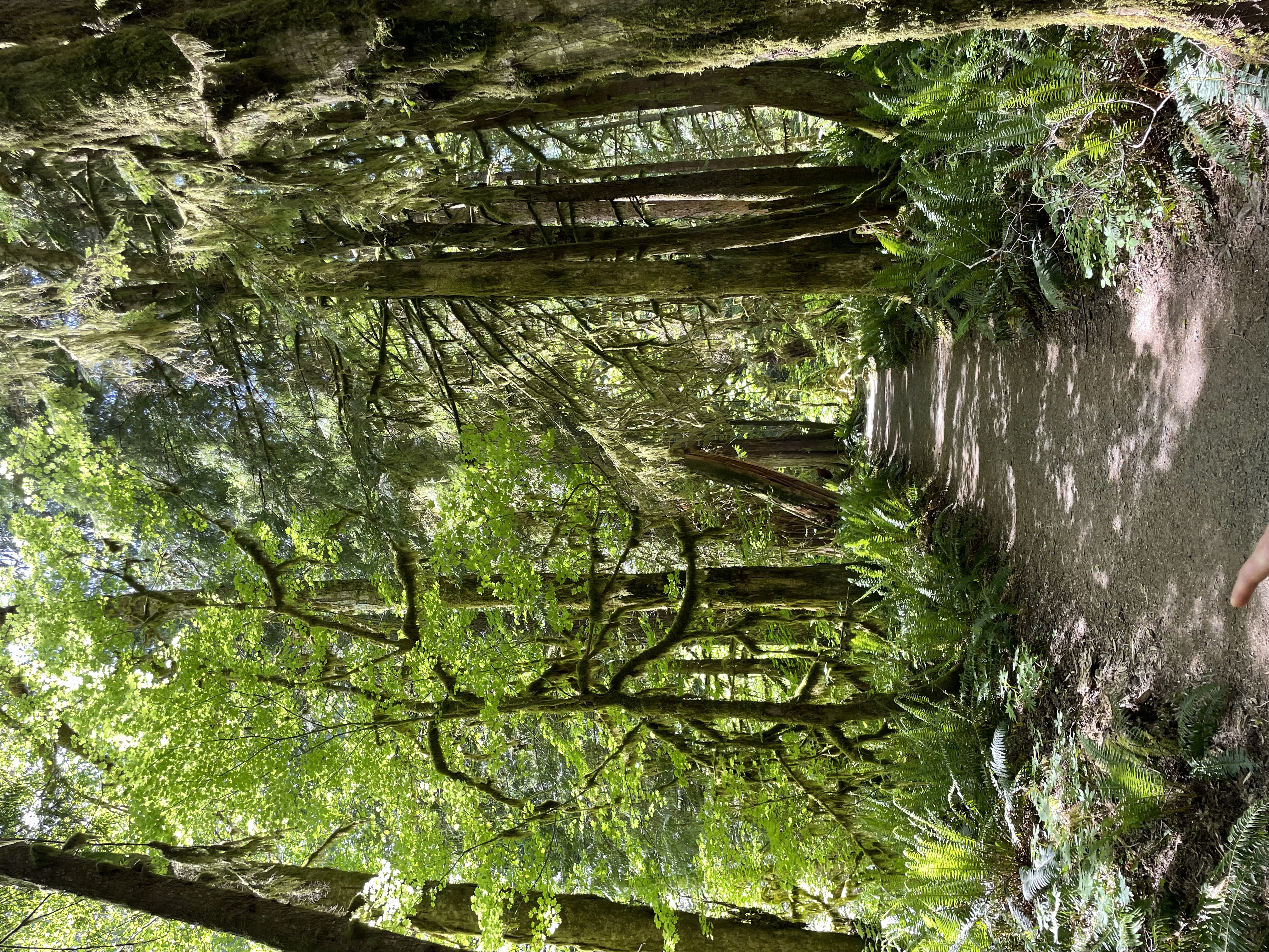 Marymere Falls Trail in Olympic National Park