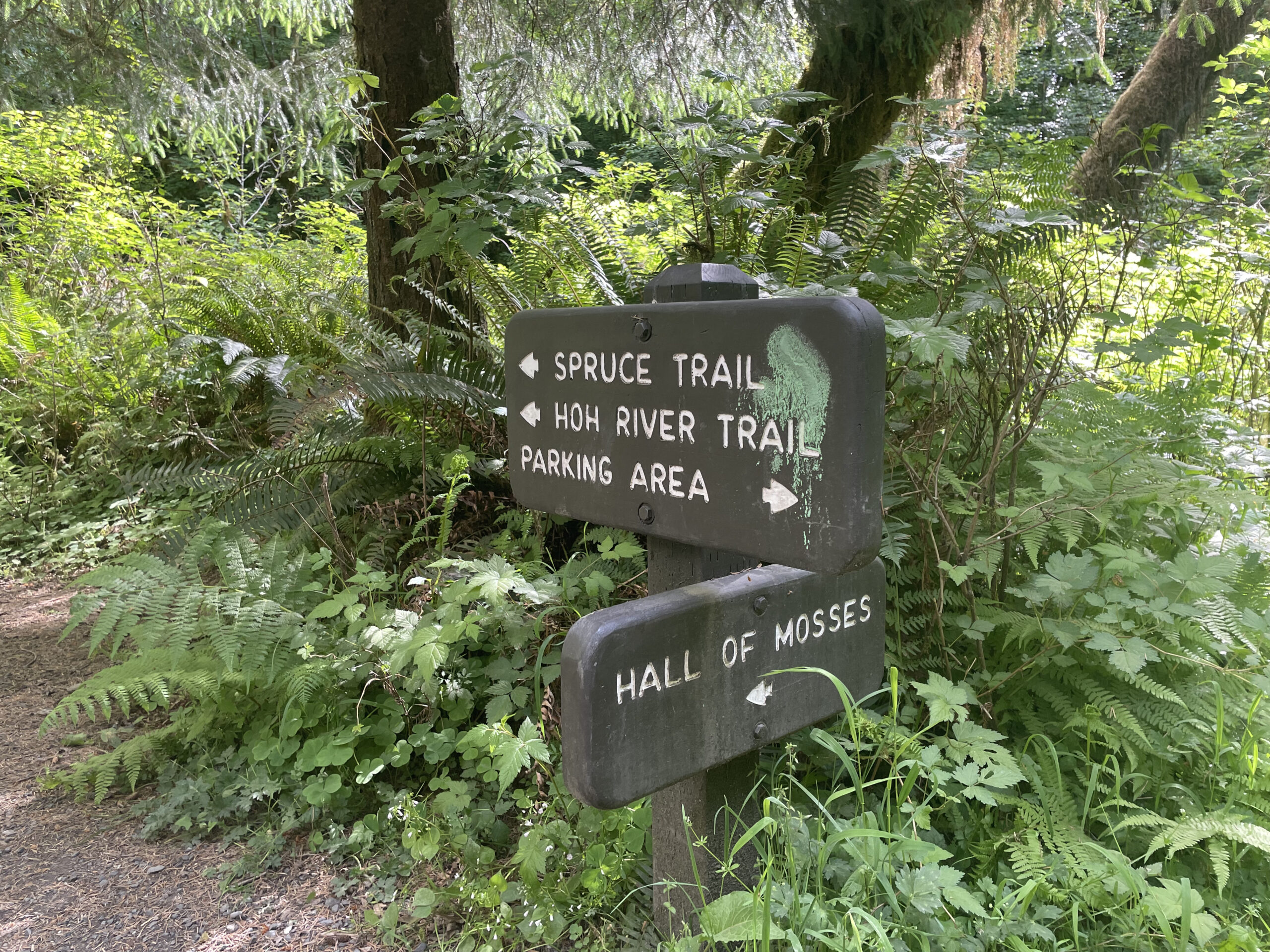 Hall of Mosses Trail in Hoh Rainforest in Olympic National Park