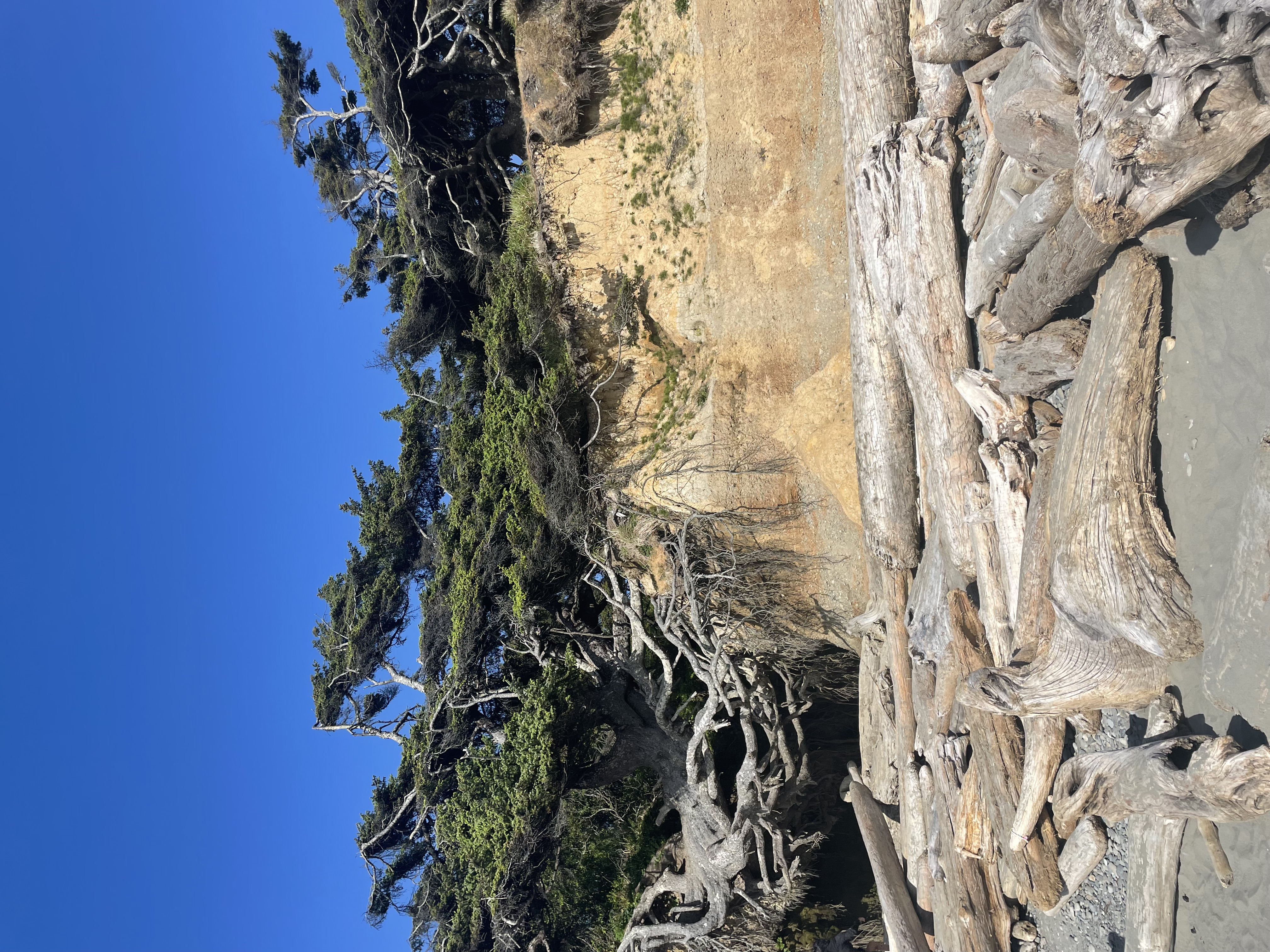 Tree of Life on Kalaloch Beach in Olympic National Park