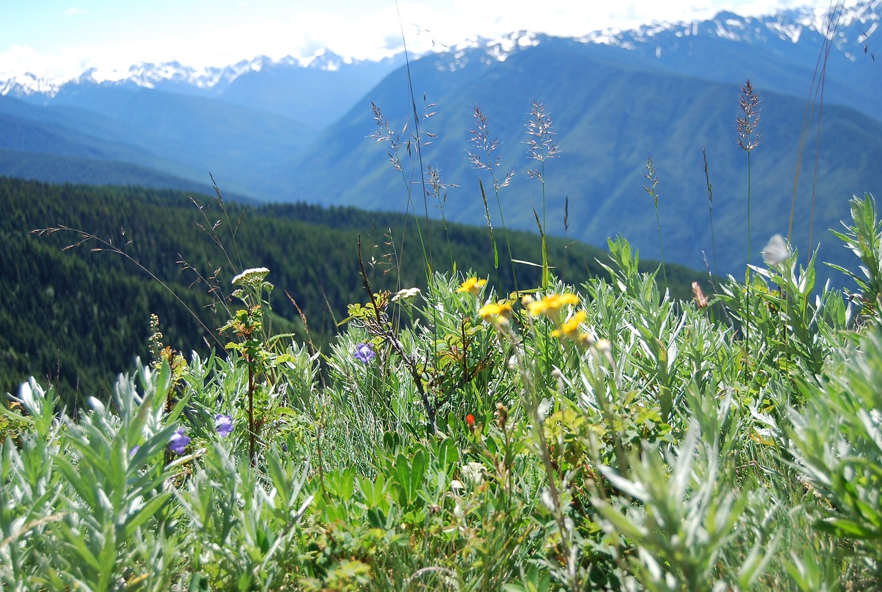 hurricane ridge, nature, mountain-2739712.jpg