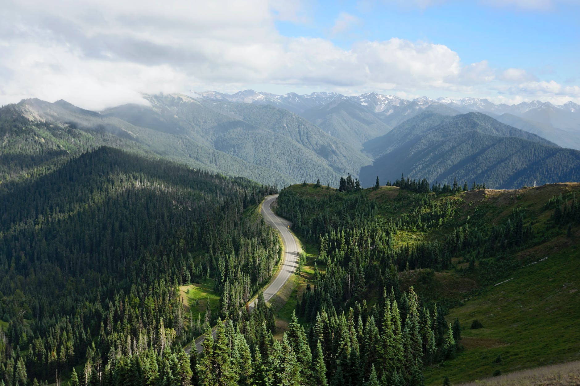 a countryside road surrounded by pine trees