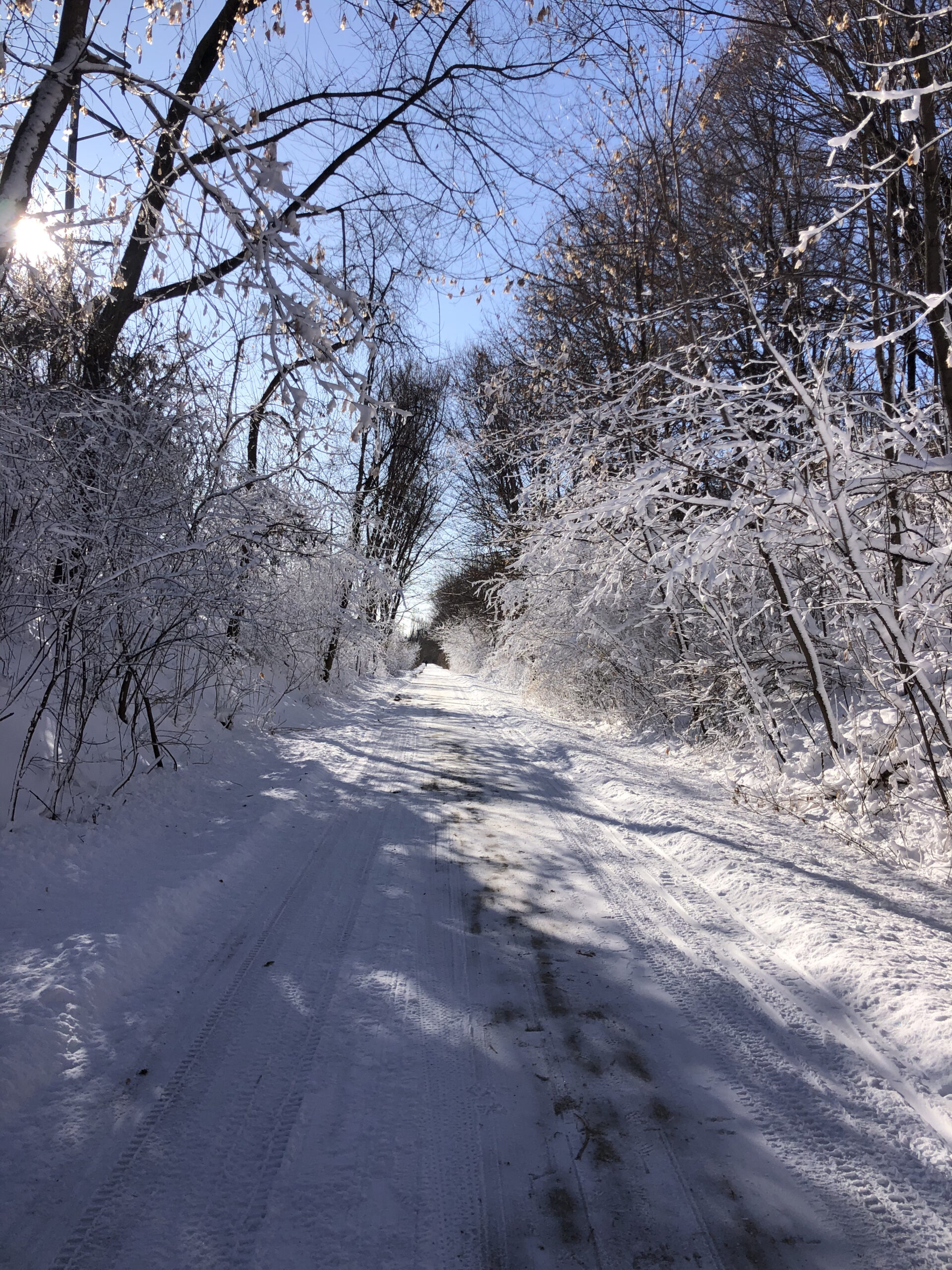 Minneapolis Winter Activities - Snow Covered Trees