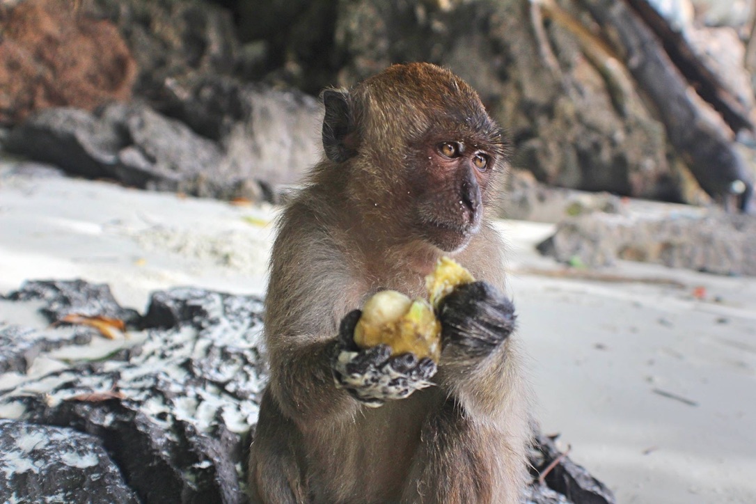 Monkey in Koh Phi Phi, Thailand