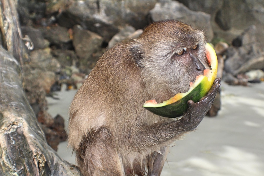 Money eating a watermelon on Koh Phi Phi Island In Thailand