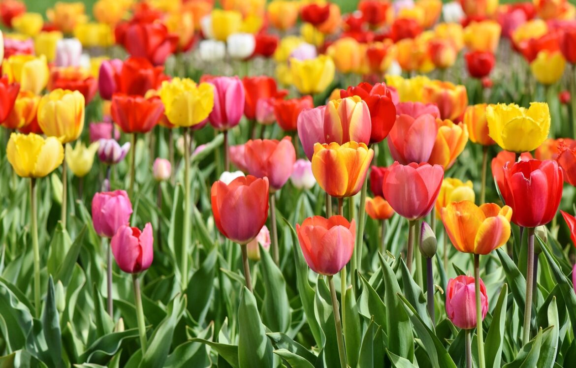 The Best Places to See Tulips in Minneapolis