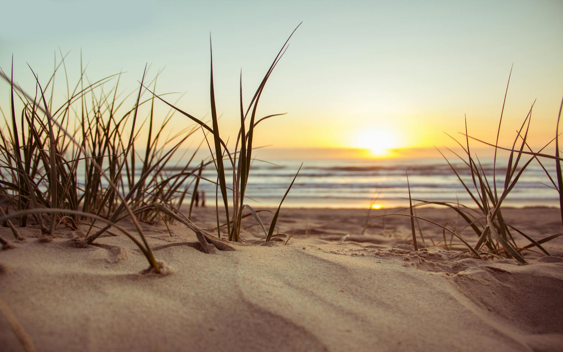 green grass during sunset