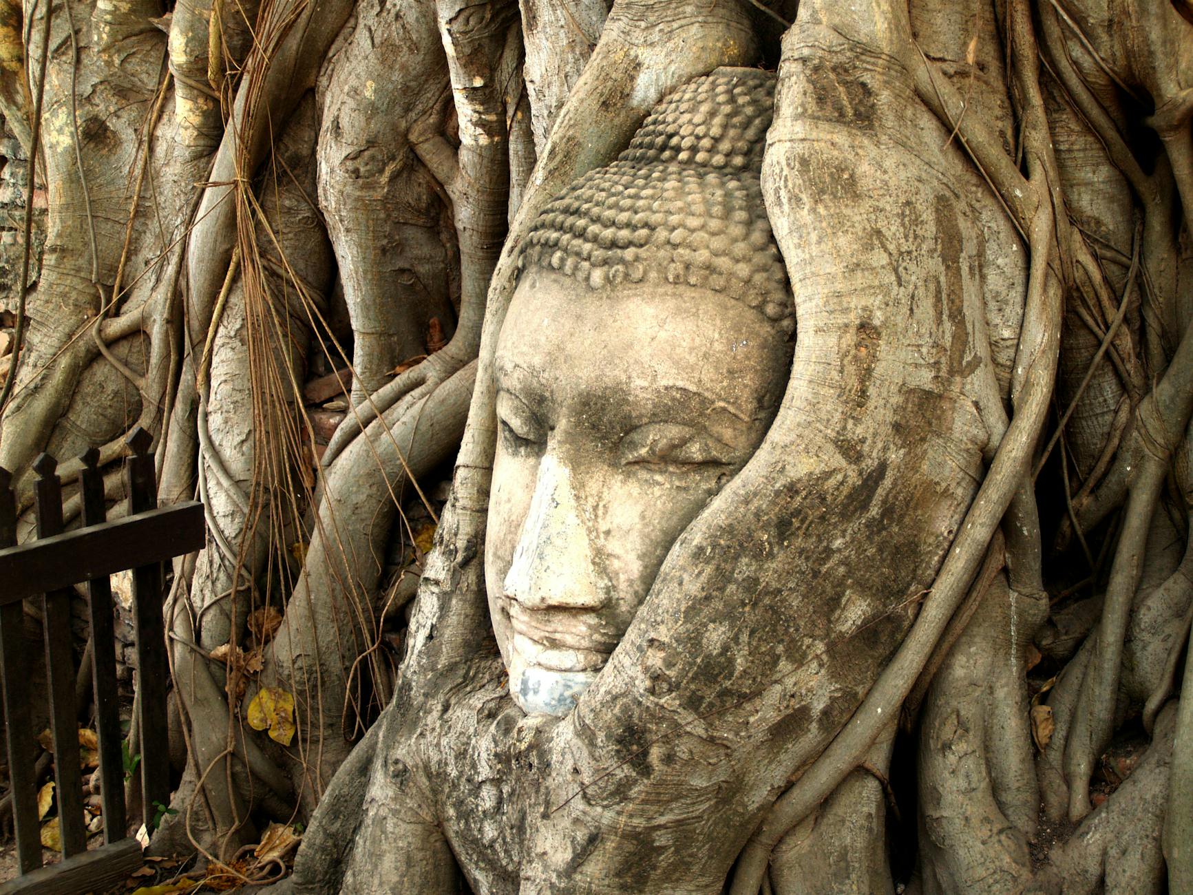 gautama buddha bust in tree